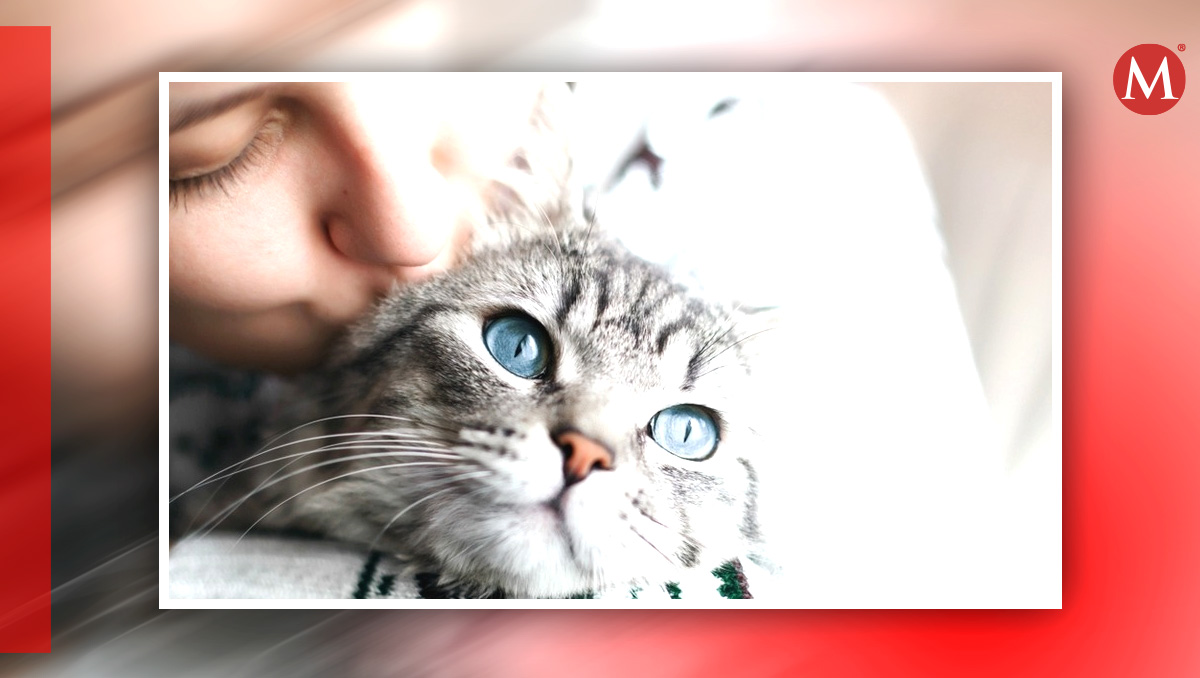 Beneficios de tener un gato como mascota