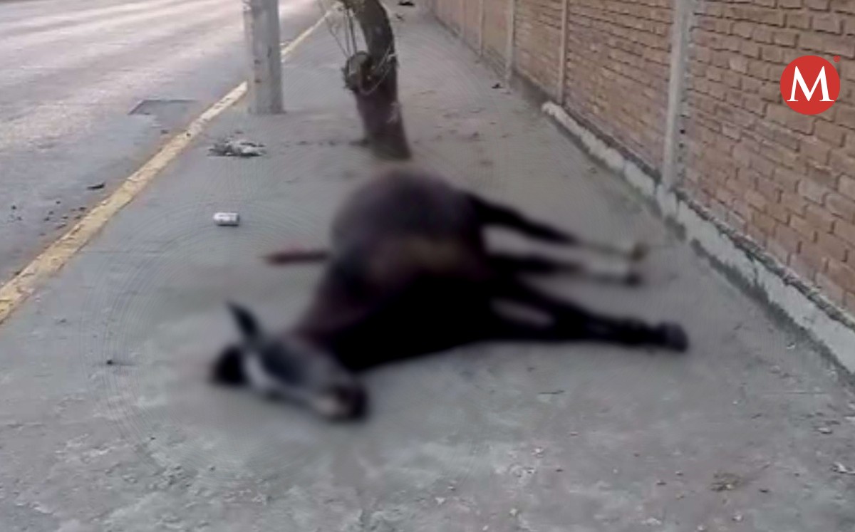 Muere caballo en avenida Tamaulipas de Ciudad Madero