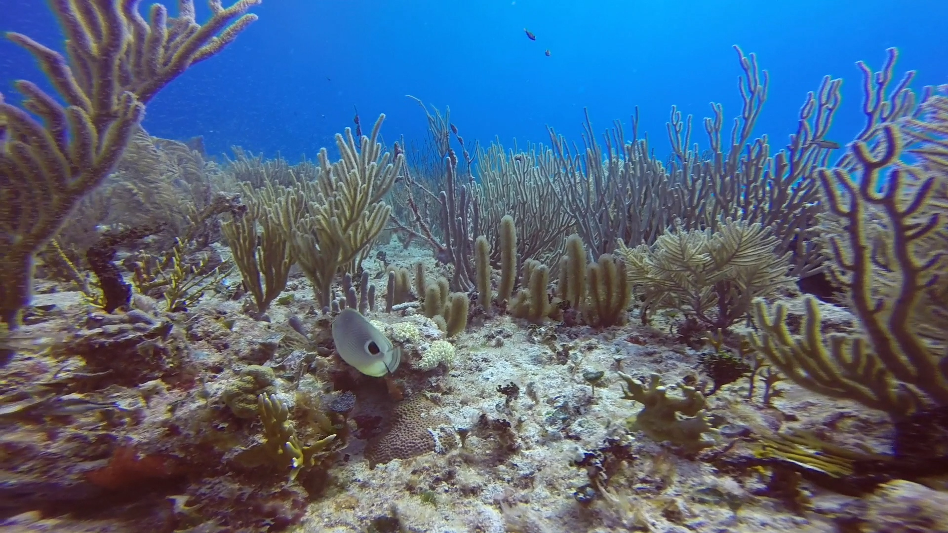 Peces del Mar Caribe | Conexión Milenio