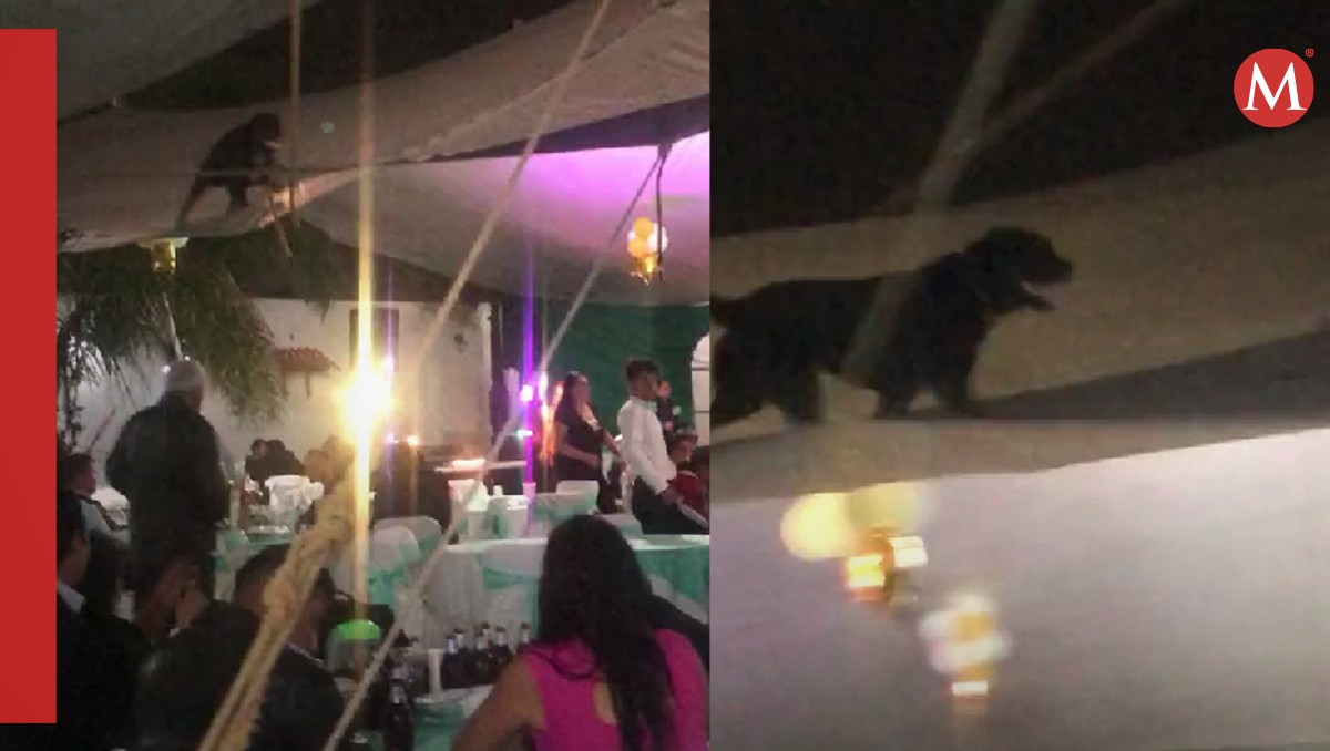 Perrito corre encima de carpa | Captura