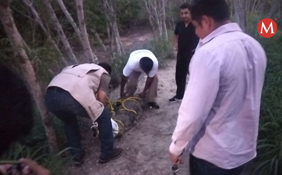 Cocodrilo amarrado en la Laguna del Carpintero.