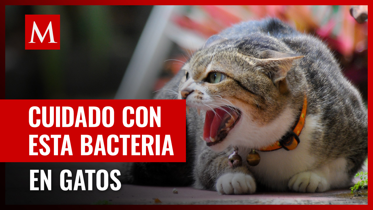 Descubren bacteria peligrosa en gatos