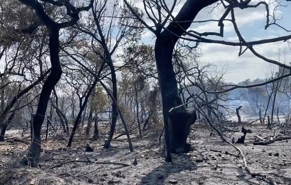 El incendio en Cedar Park, Texas ocurrió a las 18:00 horas el martes (Twitter)