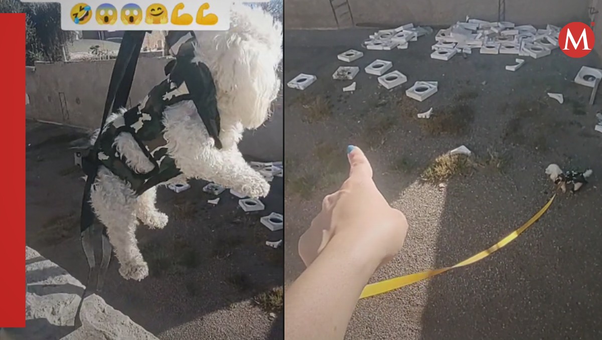 Perrito rescata pelota | Captura