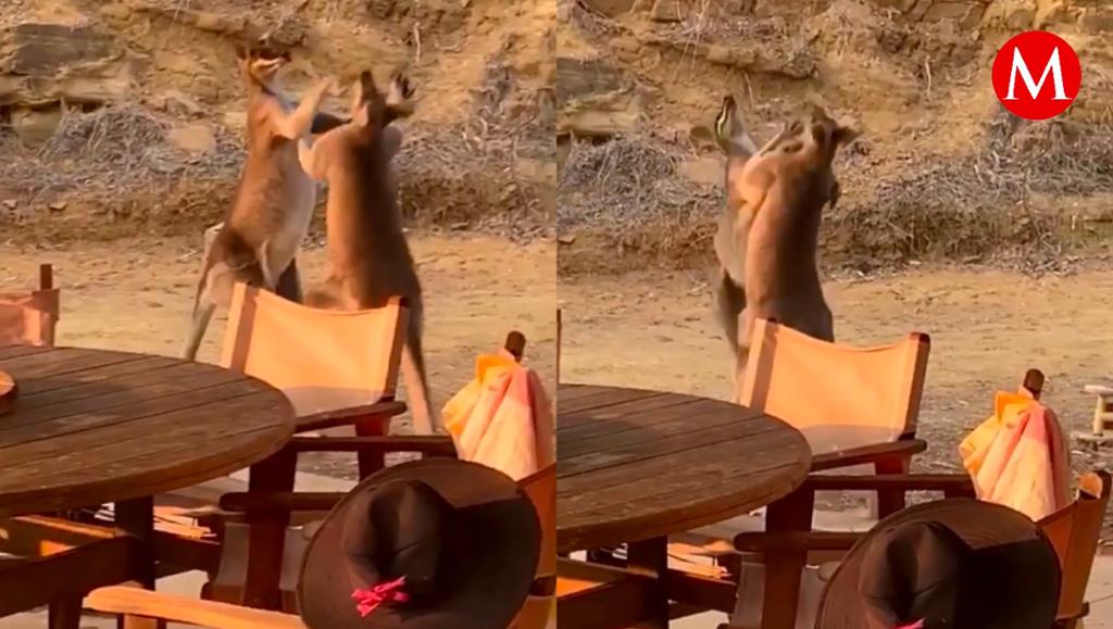 Canguros peleando en el patio trasero de una casa en Australia.