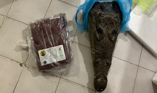 Decomisan carne de Búfalo y Cocodrilo en CdMx