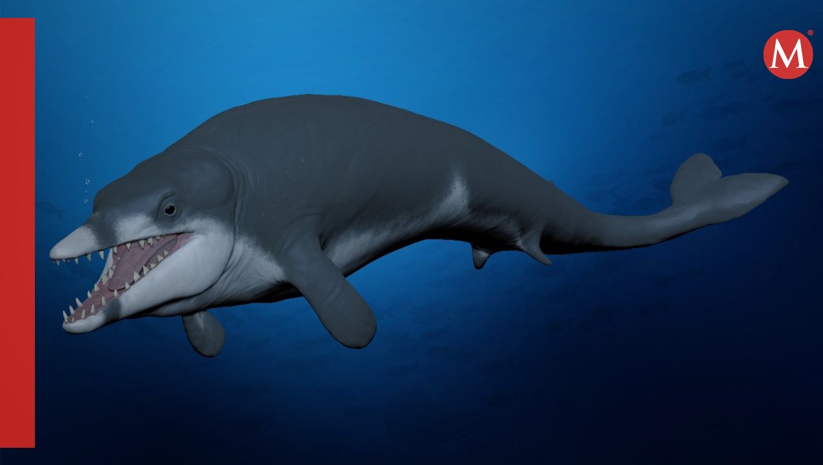 Hallan ballena extinta hace 41 millones de años | Especial
