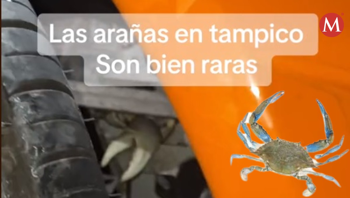 Jaibas invaden automóvil de joven Tampiqueño