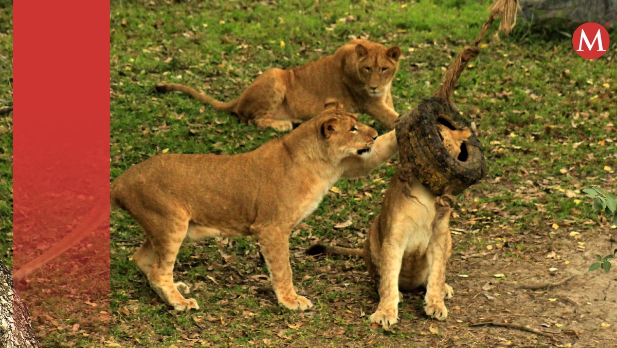Leones en Tamaulipas. (Zoológico Tamatán)