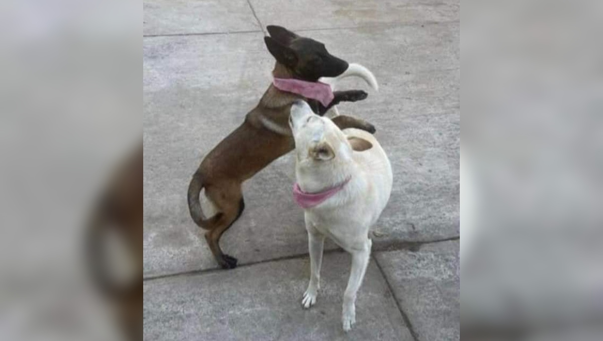 Las mascotas no tenían más de un año de edad, indicó la Fiscalía de Michoacán.