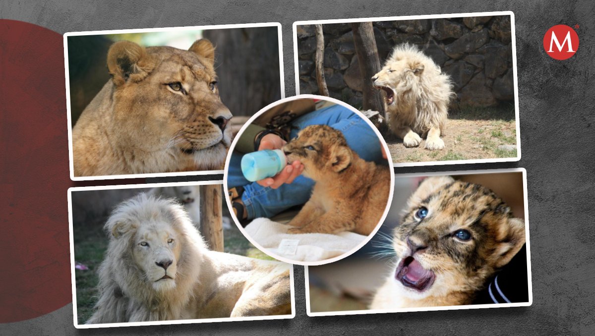 El Día Mundial del León se conmemora el 10 de agosto de cada año. | Especial