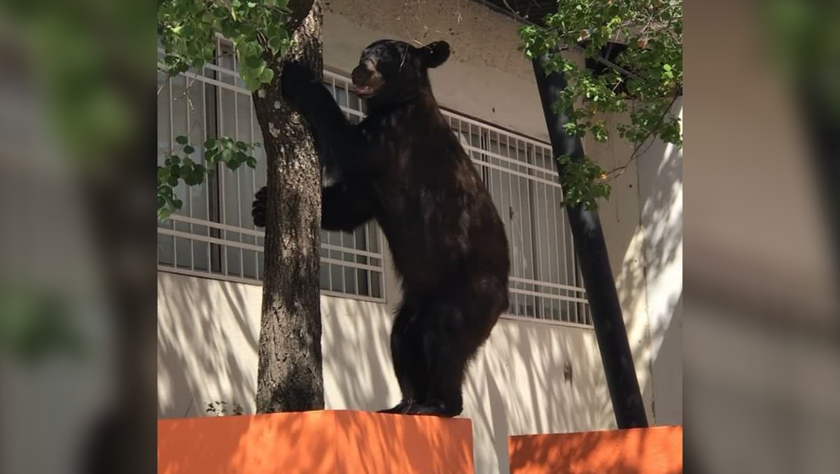Oso en FCC en busca de alimento. Especial