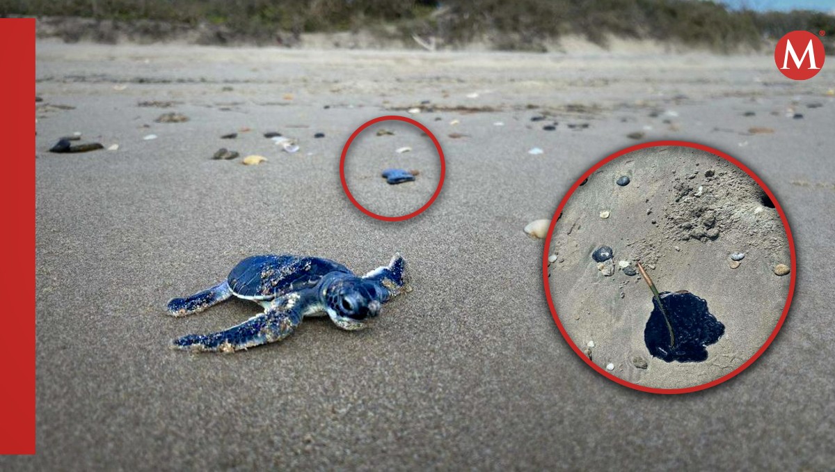 Tortugas están naciendo entre el chapopote que invadió el mar