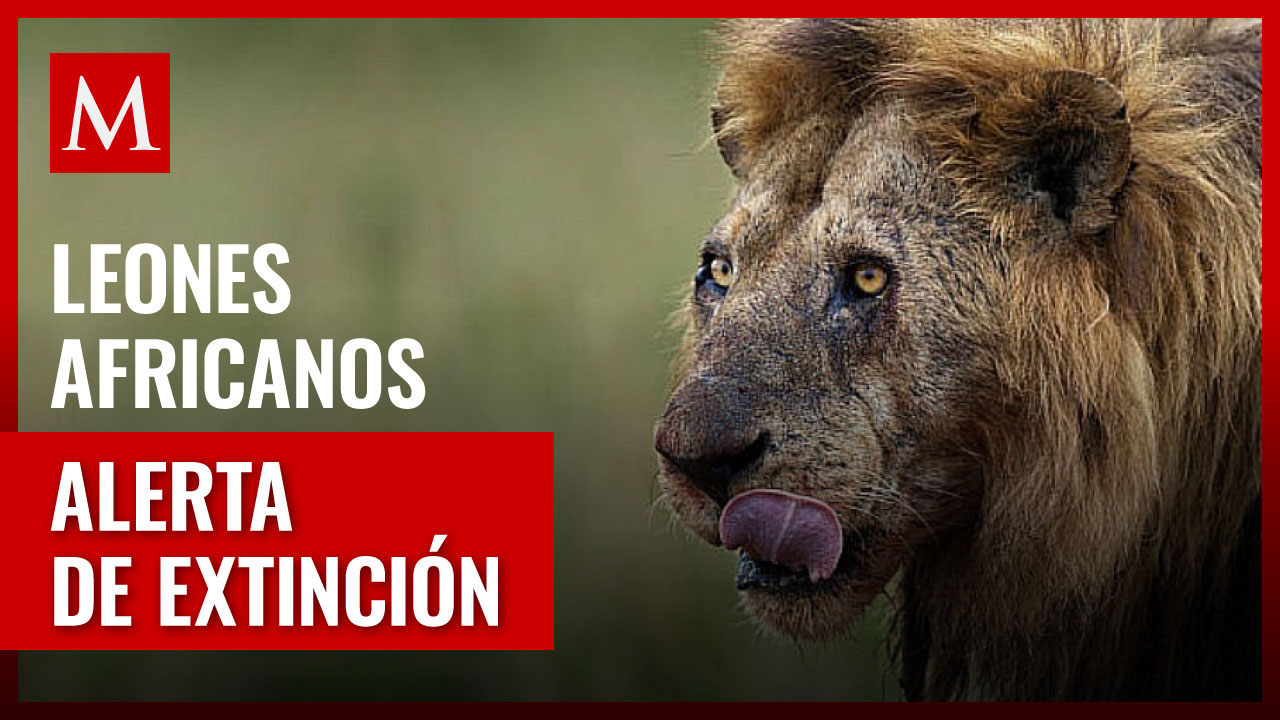 Alarma por la extinción: Leones africanos desaparecen en un 90%