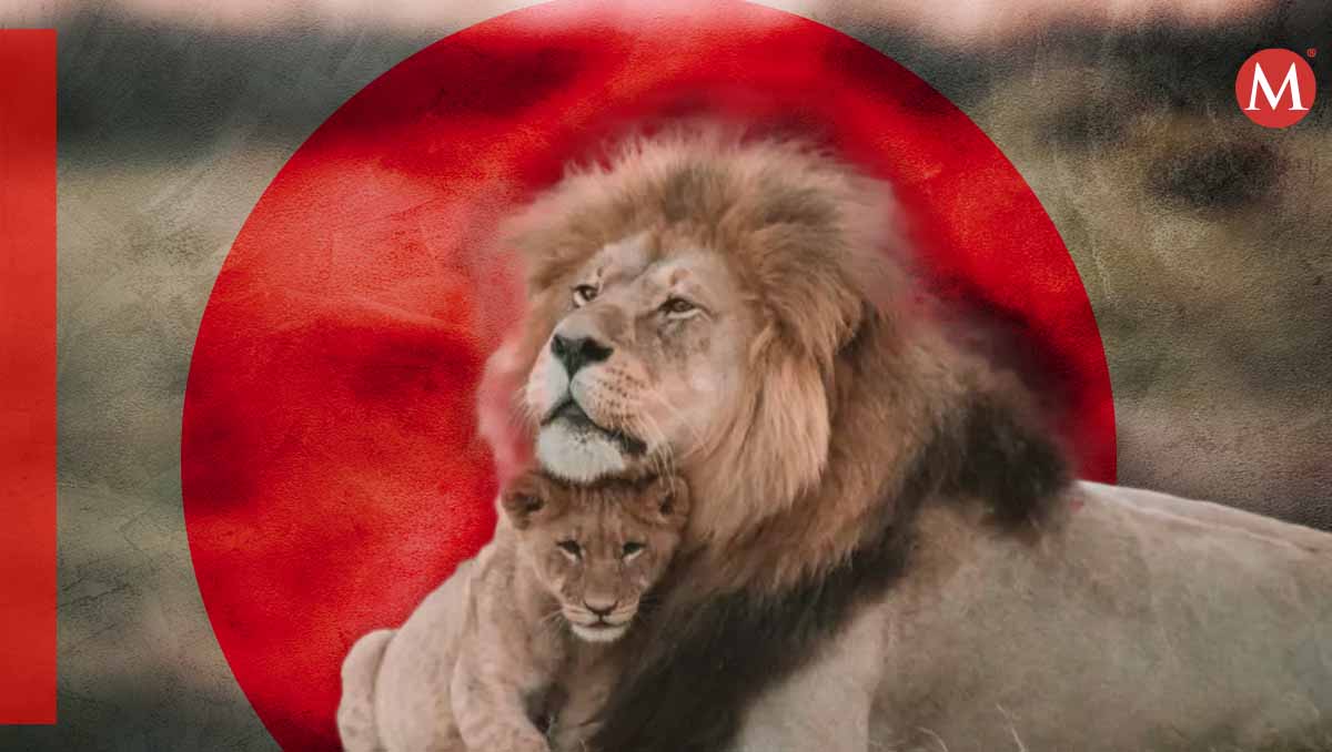 Leones africanos, en peligro de extinción. (Especial)
