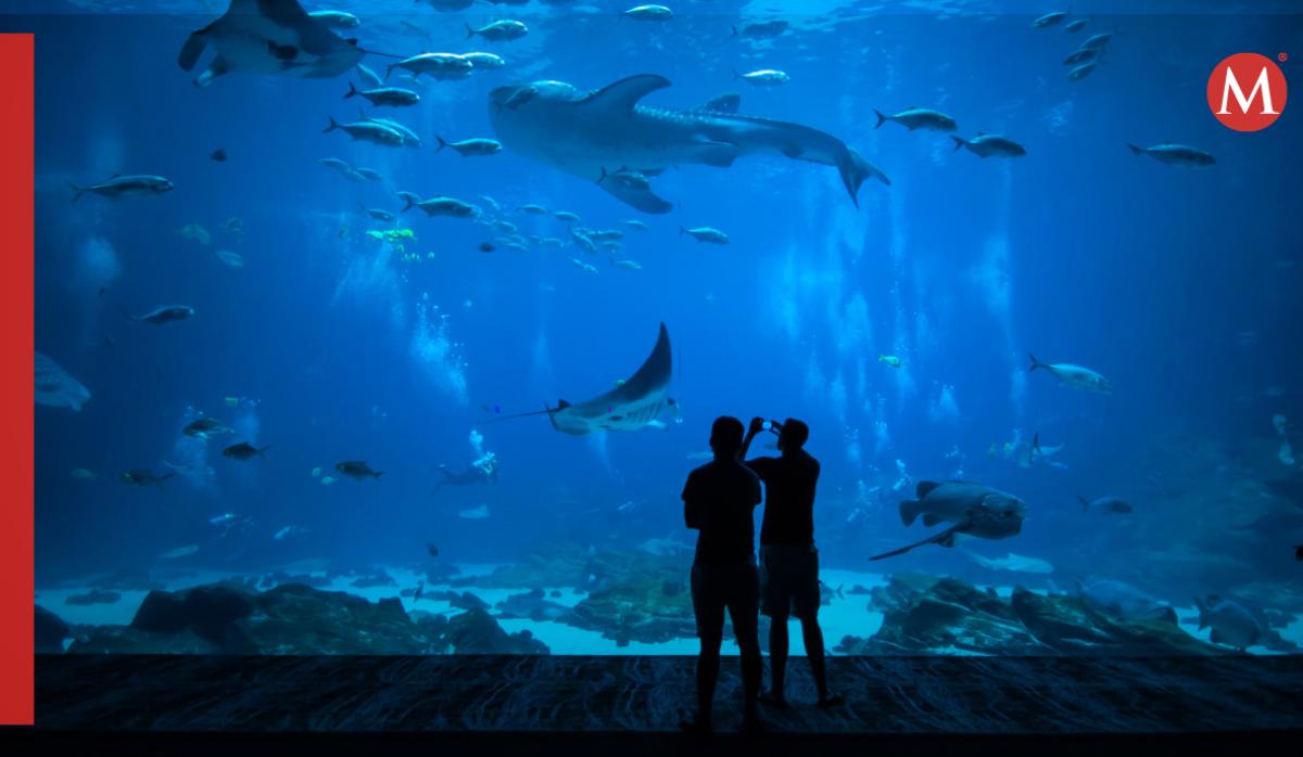La inversión del acuario ronda los 6 mil millones de pesos