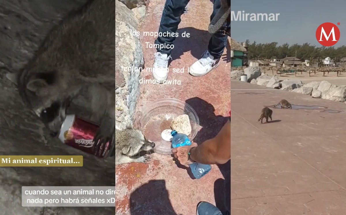 Mapaches de playa Miramar buscan hidratarse.