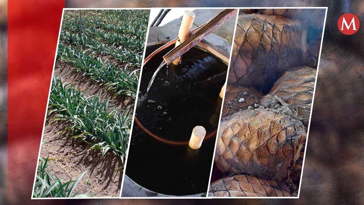 En el Estado de México son 15 los municipios productores de mezcal. | Foto (Especiales)