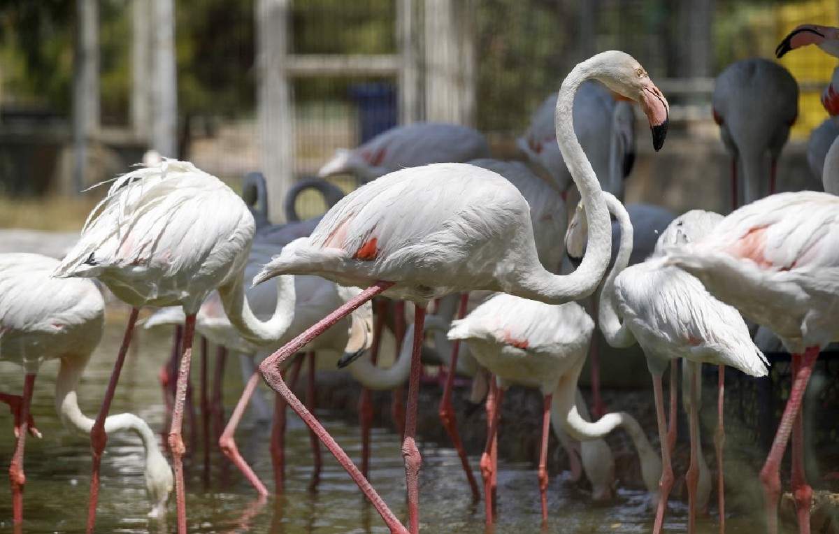 Animales en cautiverio del Zoológico de Bagdad (AFP)