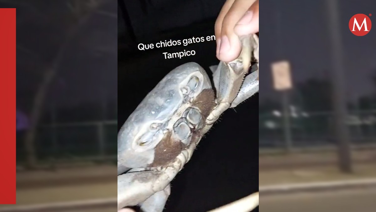 Cangrejos siguen apareciendo en calles de Tampico; joven captura uno