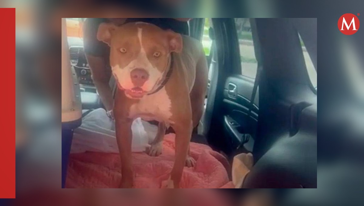 Miracle, la perrita con un balazo en la cabeza fue rescatada en Florida