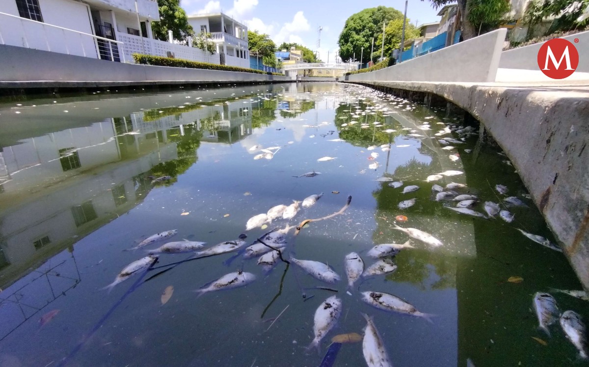 Peces muertos, por contaminación de Pánuco y Tamesí. Foto: Sergio Sánchez