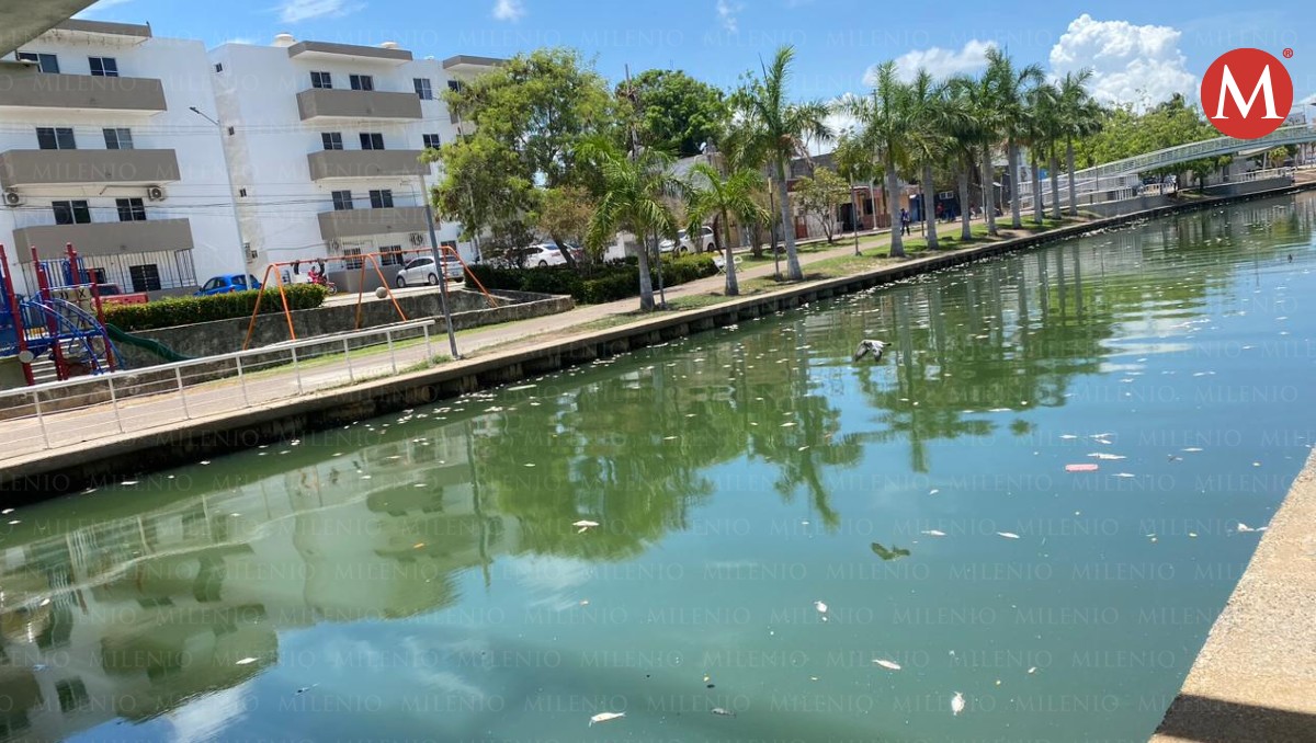 Se registra mortandad de peces en Canal de la Cortadura en Tampico. (Reynaldo Gutiérrez)