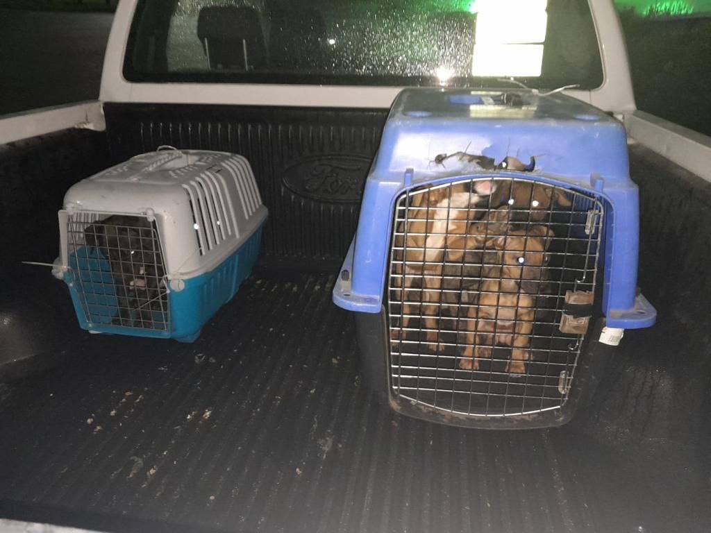 Los animales presentaban evidentes actos de maltrato. Foto: Especial