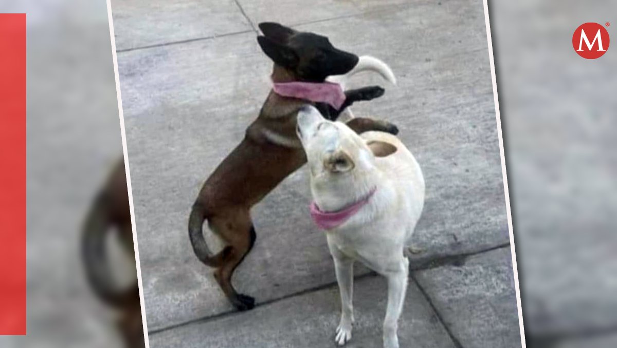 Edil de Tangancícuaro podría enfrentar de uno a cuatro años de prisión por delito de crueldad animal. | Especial