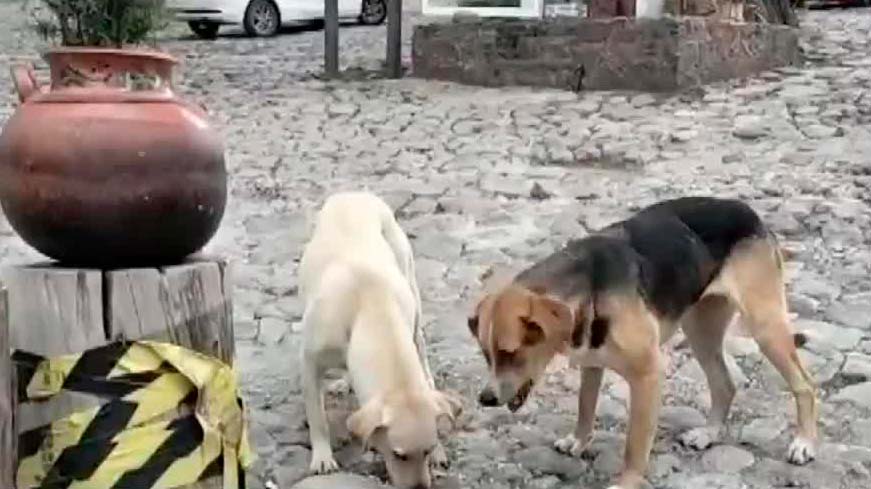 Jaurías de perros en 'Desierto de los Leones' presentan una amenaza para la fauna | Milenio Hábitat