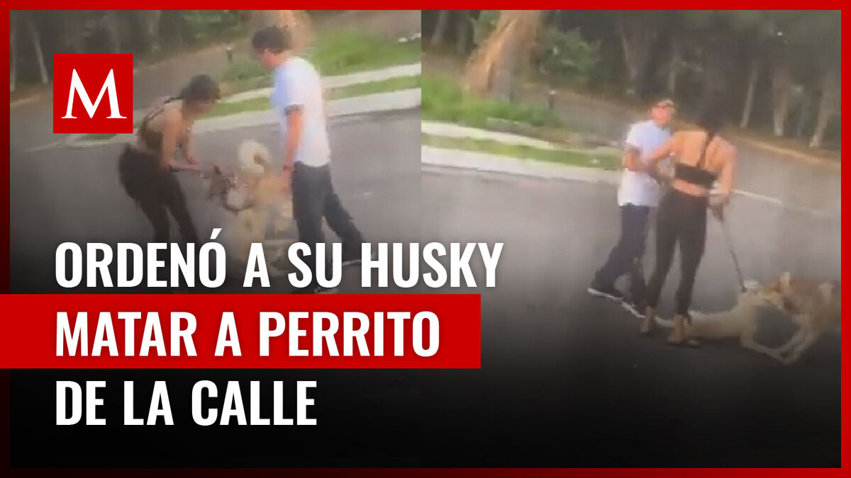 Mujer ordenó a su perro atacar a lomito cajellero mientras ella lo sostiene; el video ha indignado