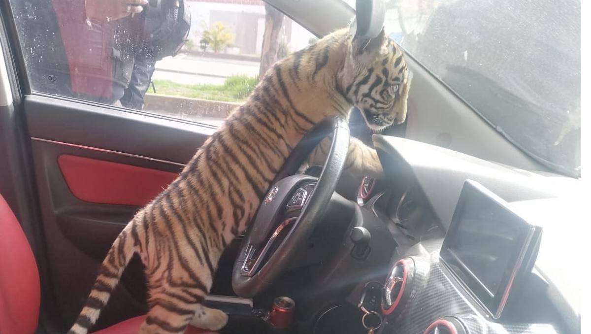 El sujeto que paseaba al tigre fue sorprendido por vecinos en calles de Nezahualcóyotl . (Especial)