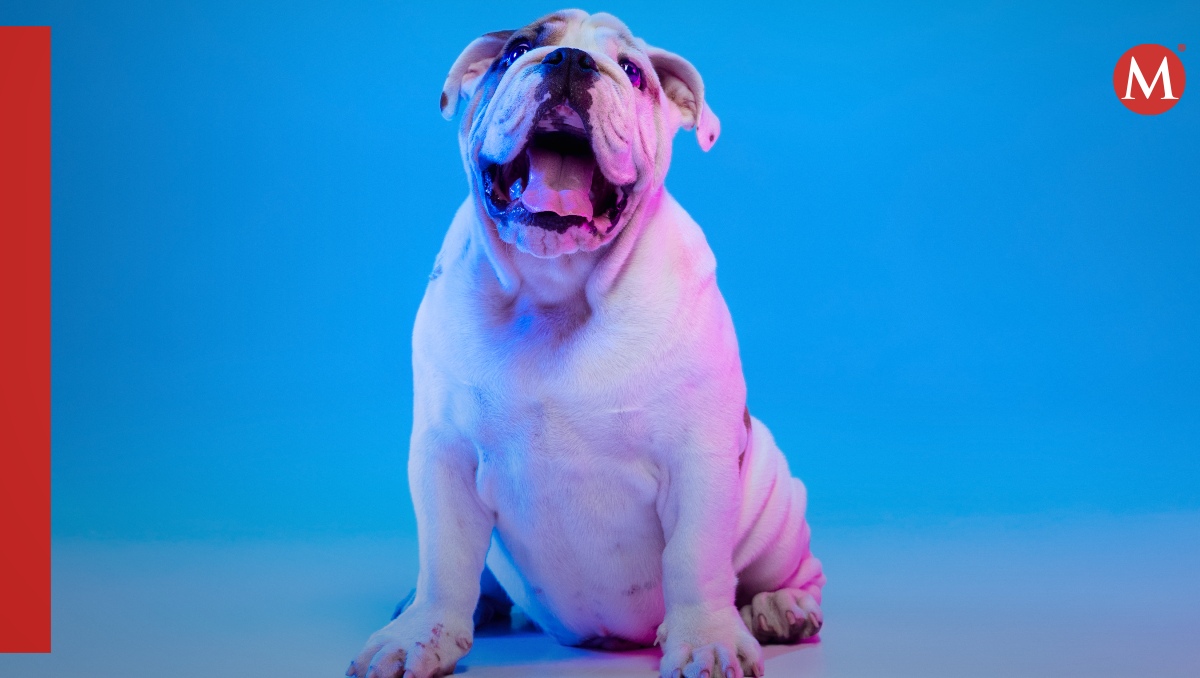 Descuido de la obesidad en mascotas: una preocupante situación en México