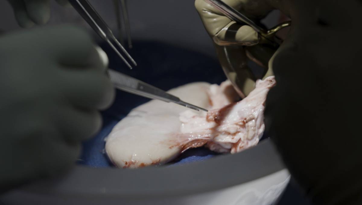 El experimento fue realizado por la Universidad de Nueva York. (AP)