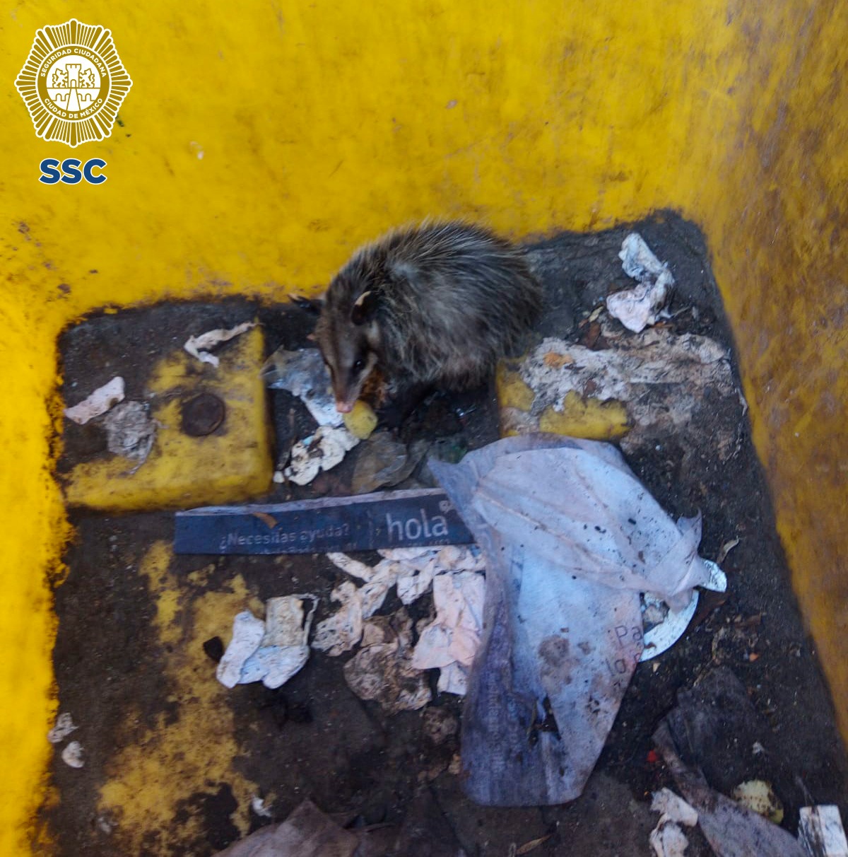 Encuentran Tlacuache en basurero de cdmx