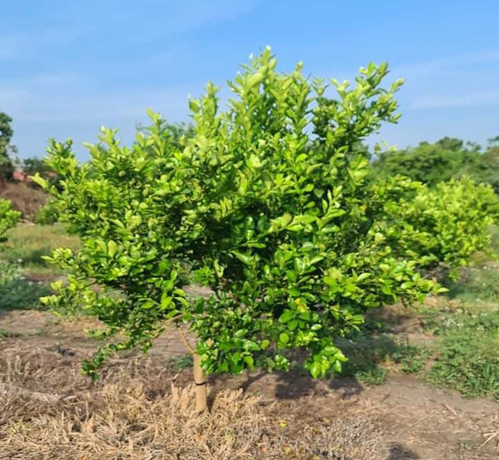 en un hipotético paro de labores de los productores, podría haber un desabasto nacional de limón