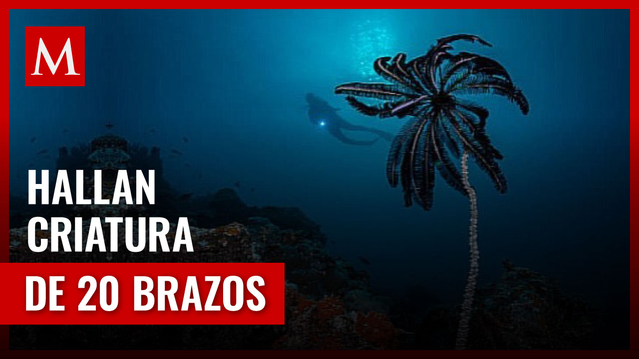 Misteriosa criatura de 20 brazos encontrada en el océano Antártico