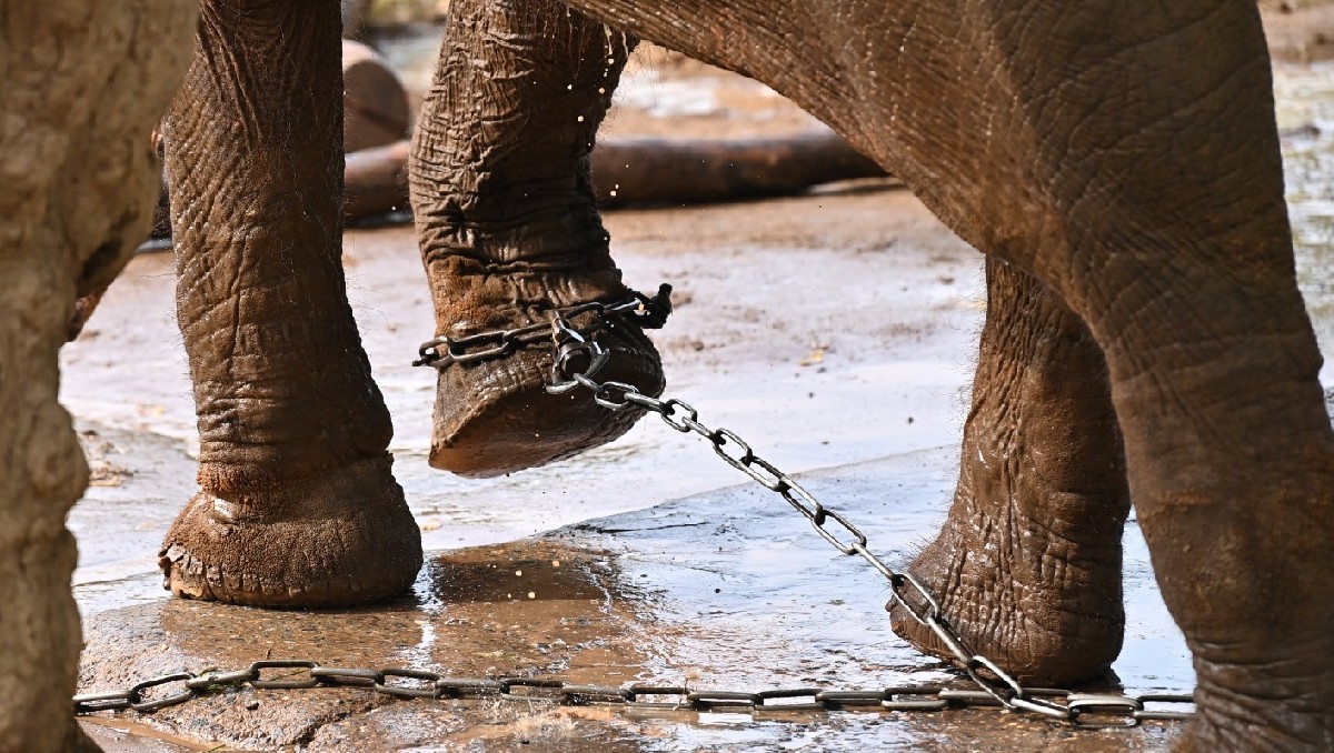 Zoológico de Vitnam encadenada a sus elefantas| AFP