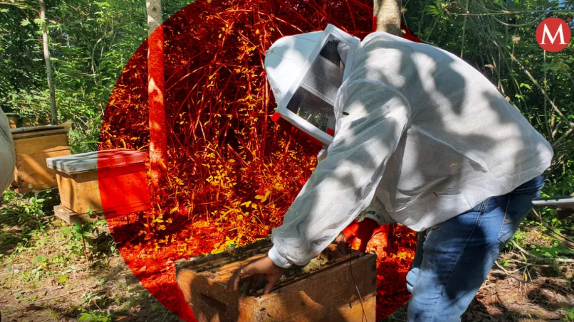 Apicultores construyen iniciativa de ley para proteger polinizadores en Oaxaca