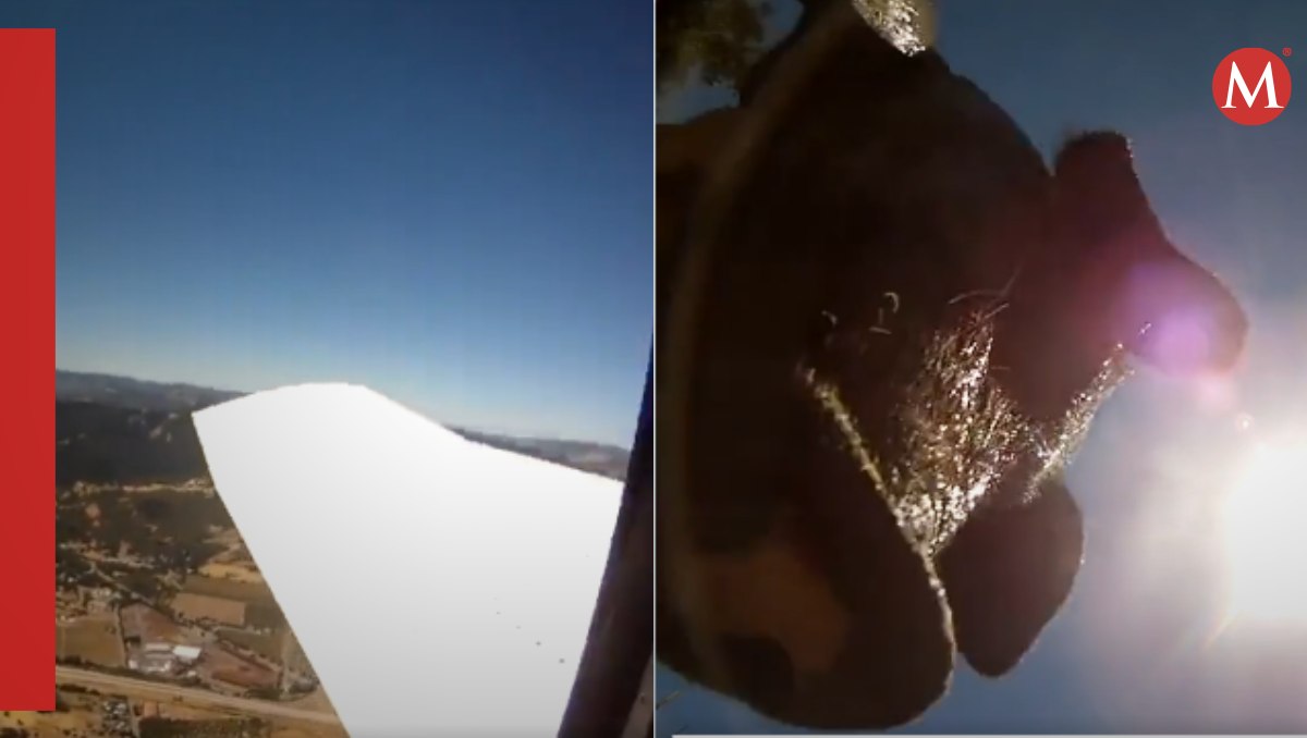 Puerquito encuentra cámara que cayó de un avión