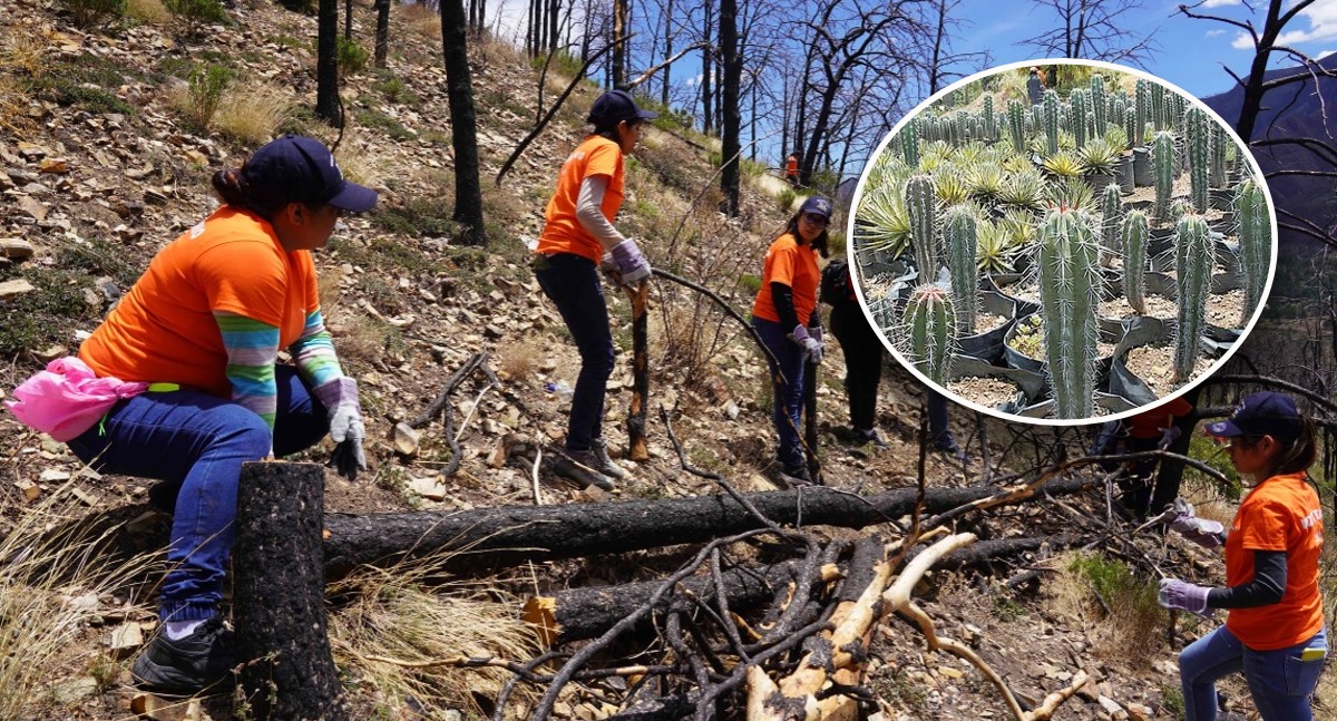 Integrantes de la asociación han reforestado en zonas siniestradas. Fotos: Especial