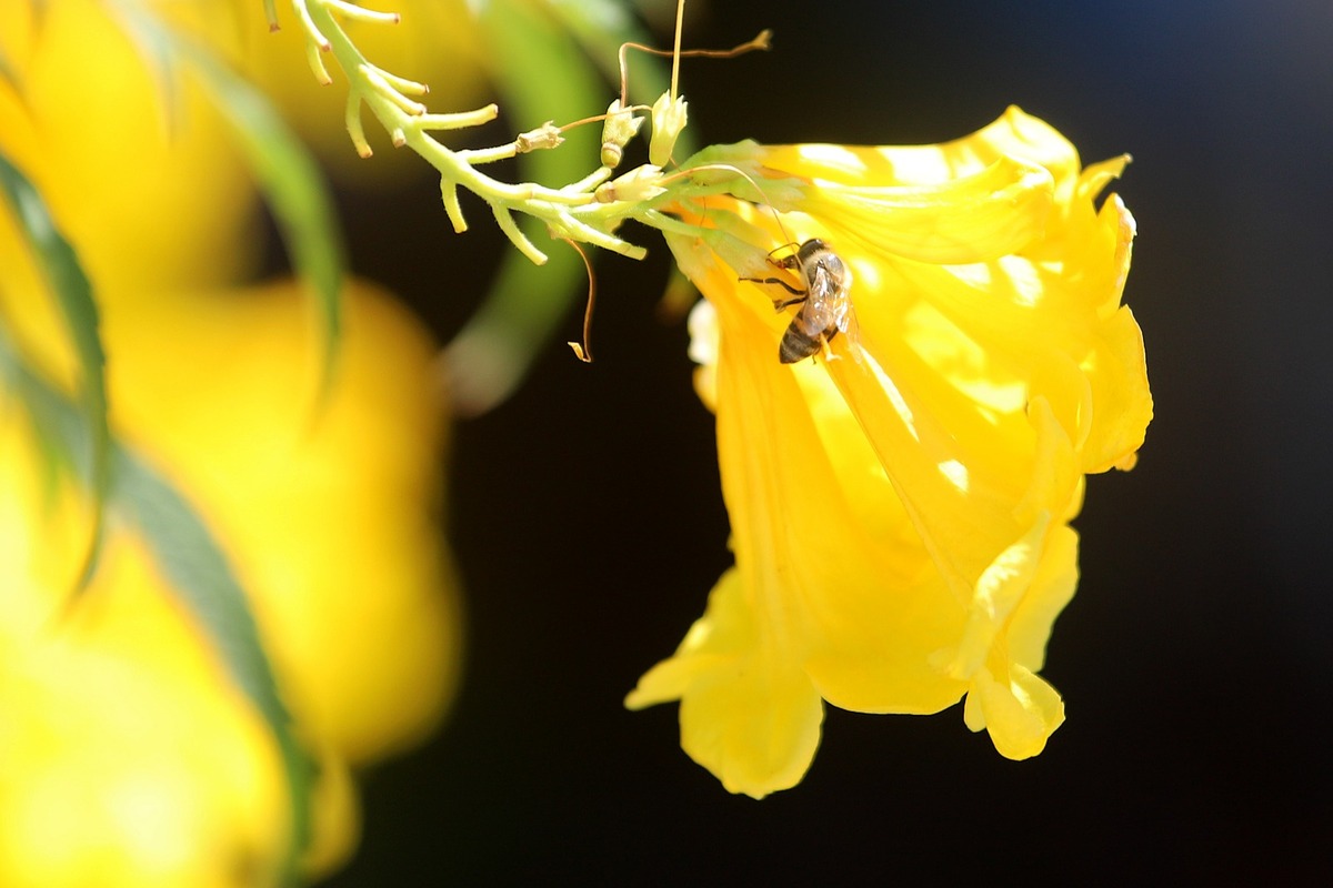 Población de las abejas. (Rolando Riestra)