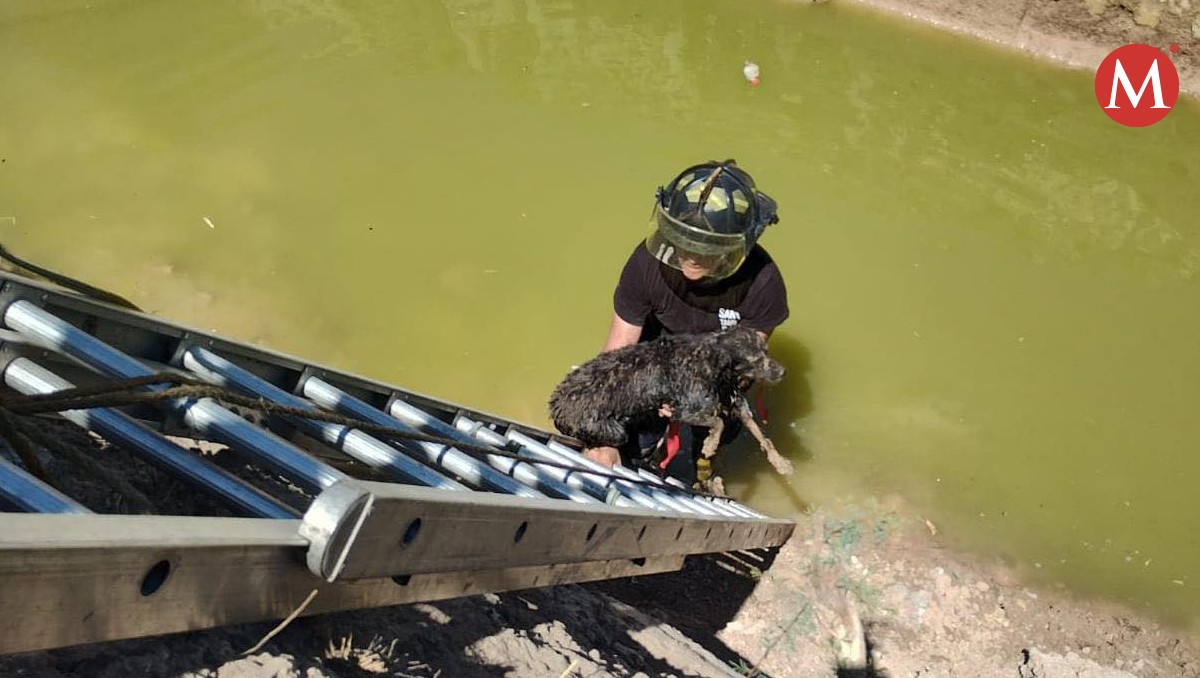 Rescatan a perrito que estaba en canal de agua sucia en Nuevo Laredo.