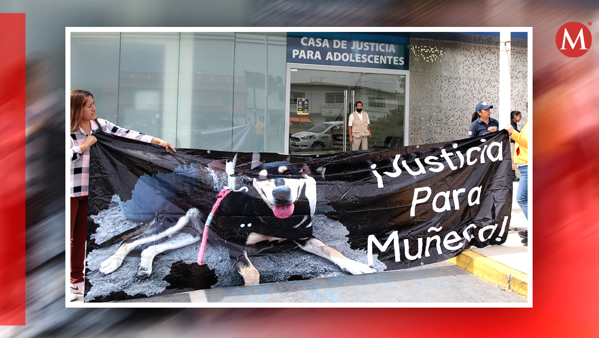 Vinculan a proceso a adolescente que presuntamente abuso sexualmente de 2 perritas en Atlixco | Agencia Enfoque