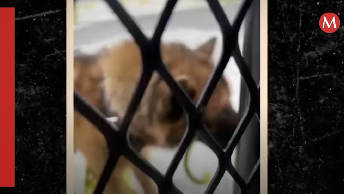 Qué le pasó al perrito Kuko / Especial