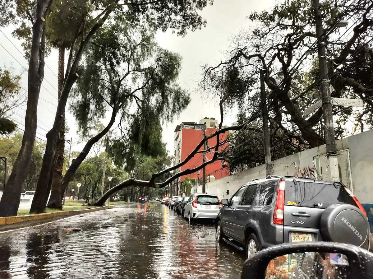 Coyoacán atiende emergencia por lluvias con ráfagas de viento atípicas. Al momento se han contabilizado 23 árboles caídos. (Especial)