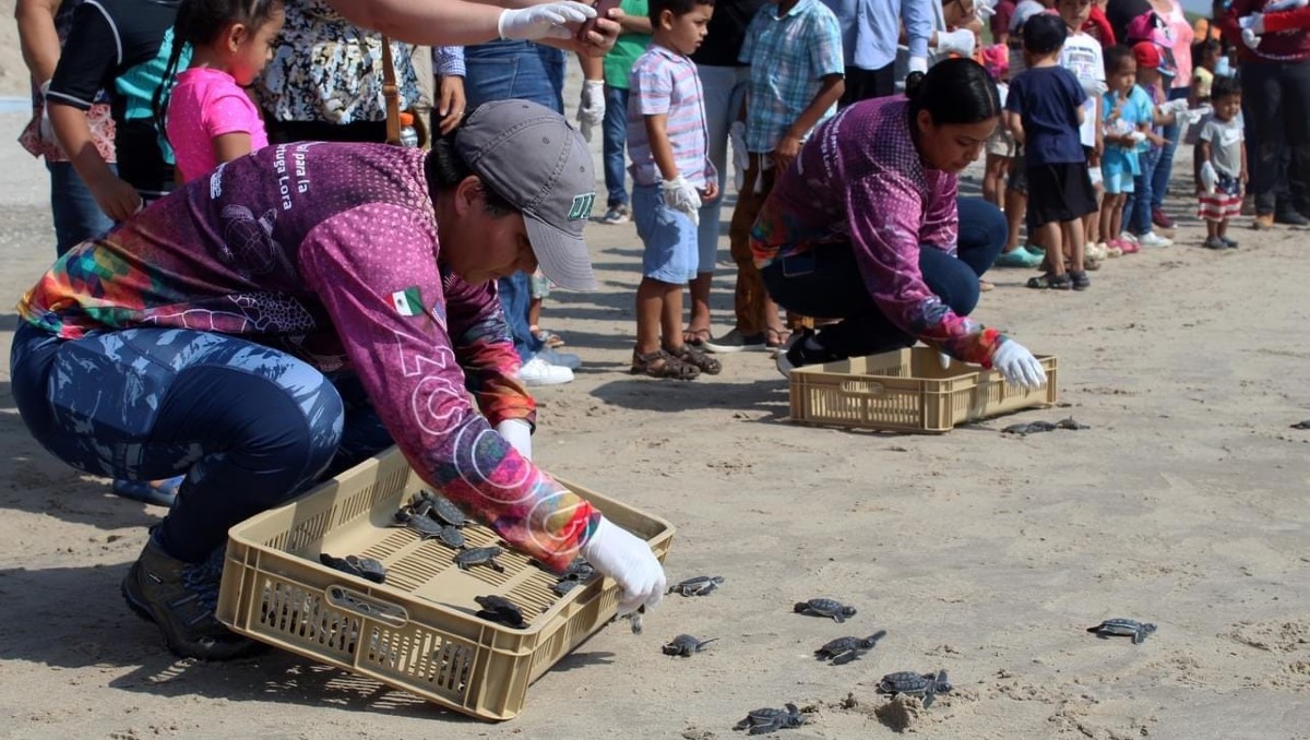 Liberación de crías de tortugas lora en Tamaulipas