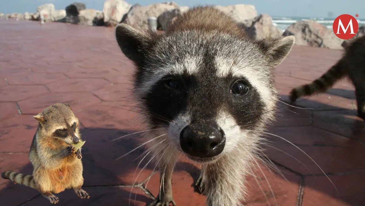 Buscan apoyo de Cetmar para censo de mapaches en playa Miramar