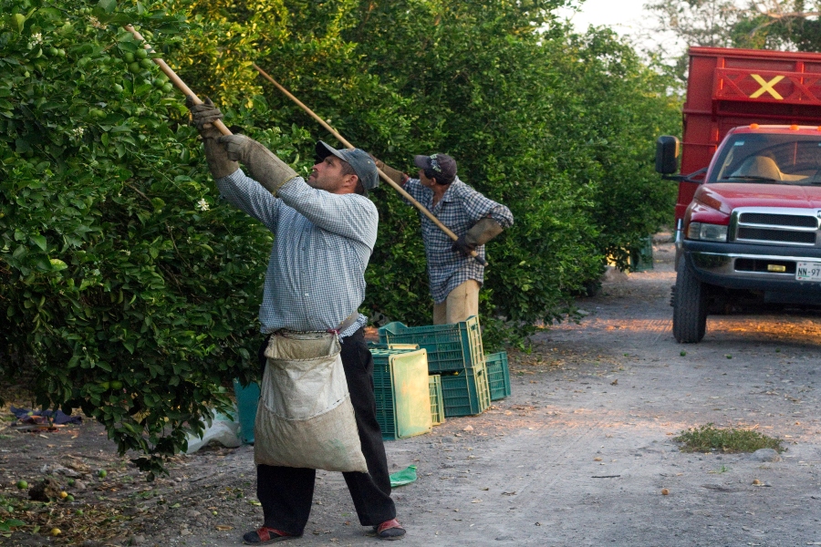 El cobro de piso por la venta de limón afecta la producción del cítrico | Jesús Quintanar