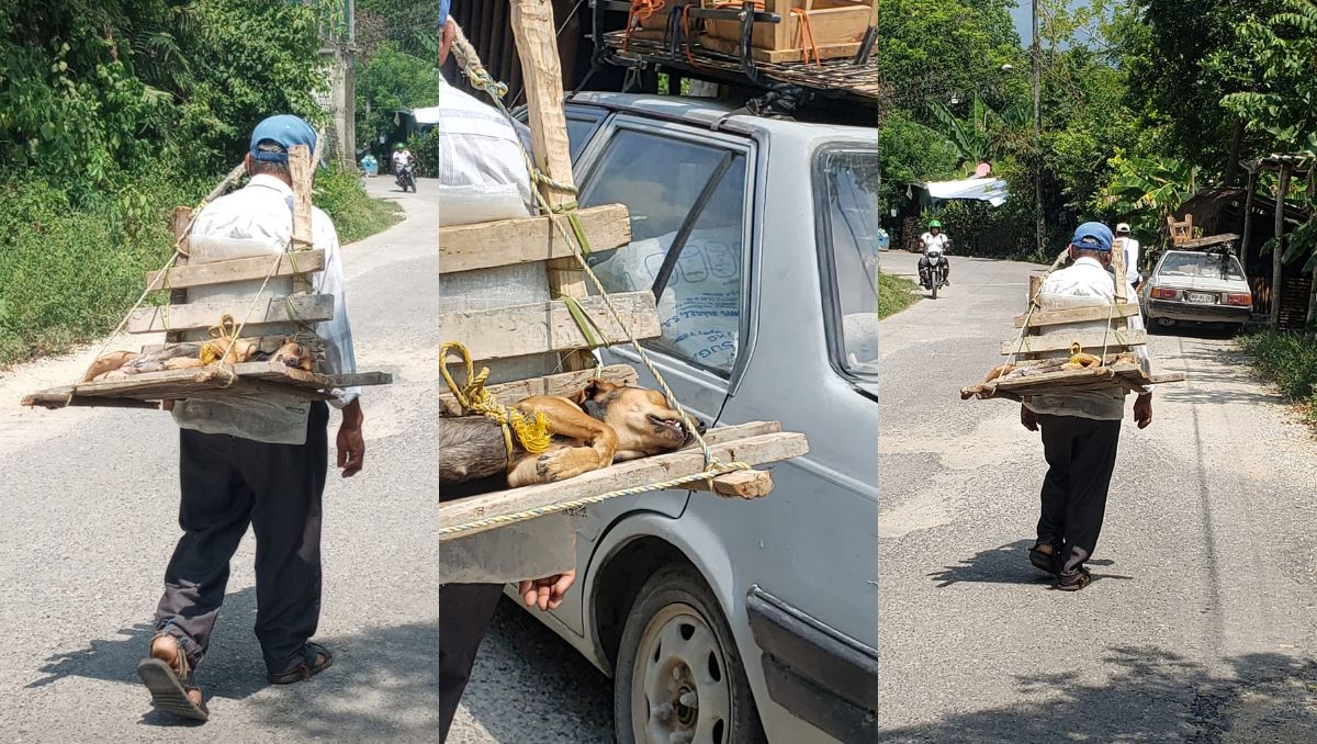 El hombre construyó una base con madera y mecates para poder llevarla a casa mientras seguía inconsciente, cargándola en su espalda. (Facebook)
